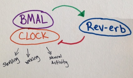 BMAL and CLOCK turn on Rev-erb, and Rev-erb turns off BMAL and CLOCK. This is called a feedback loop and creates cycling protein levels which contribute to your circadian rhythms.