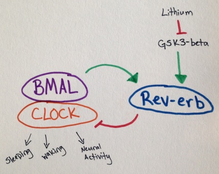 GSK3-beta turns Rev-erb on, and Lithium turns GSK3-beta off. The upshot of this is that Rev-erb is less active and BMAL/CLOCK is more active. In many patients this appears to normalize circadian rhythms.
