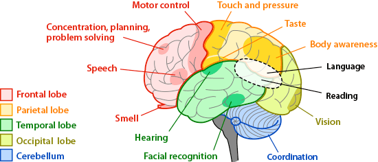brain senses