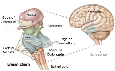 brainstem and brain